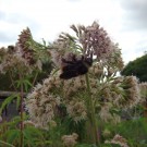 
Bombus rupestris 1
Hochgeladen am 18.07.2015 von Uschi