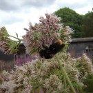 
Bombus rupestris 2
Hochgeladen am 18.07.2015 von Uschi