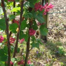 Ackerhummel auf Blutjohannisbeere
Hochgeladen am 16.04.2015 von Uschi