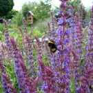 
Erdhummel am Salbei
Hochgeladen am 24.05.2015 von Uschi