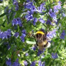 
Erdhummel am Ysop
Hochgeladen am 06.07.2015 von Uschi