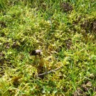 
Erdhummel im Gras 2
Hochgeladen am 05.03.2016 von Uschi