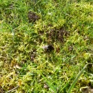 
Erdhummel im Gras
Hochgeladen am 05.03.2016 von Uschi