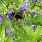 
Erdhummel Jakosleiter
Hochgeladen am 07.06.2016 von Uschi