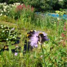 
Erdhummel und Kuckuckshummel
Hochgeladen am 07.06.2015 von Uschi