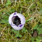 
Erdhummelkönigin im Krokus 2017 1
Hochgeladen am 09.03.2017 von Uschi