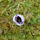 
Erdhummelkönigin im Krokus 2017 2
Hochgeladen am 09.03.2017 von Uschi