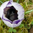 
Erdhummelkönigin im Krokus 2017 3
Hochgeladen am 09.03.2017 von Uschi