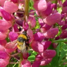 
Gartenhummel 1
Hochgeladen am 07.06.2016 von Uschi