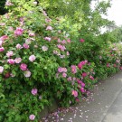 
Gartenzaun 3 2016
Hochgeladen am 12.06.2016 von Uschi