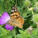 
P1000444
Hochgeladen am 07.06.2016 von Uschi