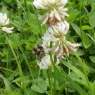 
Waldhummel am Klee
Hochgeladen am 08.06.2016 von Uschi