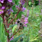 
Waldhummel am Salbei
Hochgeladen am 06.07.2015 von Uschi