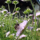 
Waldhummel2
Hochgeladen am 17.05.2015 von Uschi