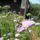 
Waldhummel3
Hochgeladen am 17.05.2015 von Uschi