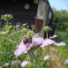 
Waldhummel4
Hochgeladen am 17.05.2015 von Uschi