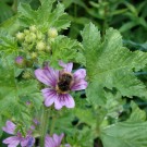 
Wiesenhummel an Malve
Hochgeladen am 06.07.2015 von Uschi