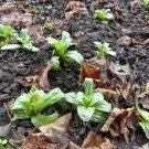 zottiges Weidenröschen
Hochgeladen am 16.03.2018 von Uschi