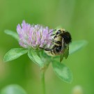 Veränderliche dunkle Variante 2
Hochgeladen am 28.05.2015 von Wilhelm