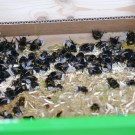 Dunkle Erdhummel 2019
Hochgeladen am 24.06.2019 von Wilhelm