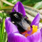 Steinhummel
Hochgeladen am 08.06.2016 von Wilhelm