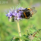 B.terrestris
Hochgeladen am 20.12.2015 von Wilhelm