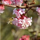 Honigbiene
Hochgeladen am 20.12.2015 von Wilhelm