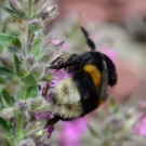 D.Erdhummel? auf Gamander
Hochgeladen am 21.11.2017 von Wilhelm