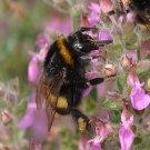 Erdhummel ? Mesasoma
Hochgeladen am 23.11.2017 von Wilhelm