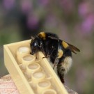 D.Erdhummel ? Am Zuckerwasser
Hochgeladen am 21.11.2017 von Wilhelm