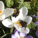 Erdhummel invasion
Hochgeladen am 12.03.2015 von Ziggy