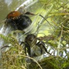 Baumhummel Ohne Flügel.
Abgebissen oder Entwicklungsfehler??
Hochgeladen am 07.06.2015 von Ziggy