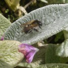 Gesichtet im Botanischen Garten Solingen
Hochgeladen am 03.07.2016 von Ziggy