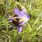 Erdhummel auf Krokus
Hochgeladen am 25.02.2017 von Ziggy