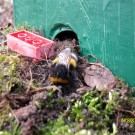 
20150517_010245
Hochgeladen am 22.05.2015 von Joe