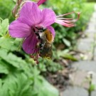 Ackerhummel (Bombus pascuorum) an Balkan-Storchschnabel (Geranium macrorrhizum) im März 2013
Hochgeladen am 18.03.2014 von KiGaZw
