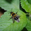 Gartenhummel mit deformiertem Flügel
Hochgeladen am 19.06.2016 von straightedge