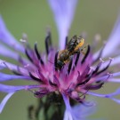 Osmia leaiana (?) auf Bergflockenblume (Centaurea montana)
Hochgeladen am 25.05.2014 von theAmuno