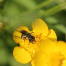 Hahnenfuß-Scherenbiene (Osmia florisomne)
Hochgeladen am 16.06.2014 von theAmuno