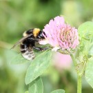 Bombus subterraneus
Hochgeladen am 16.08.2015 von theAmuno