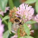 Bombus ruderarius?
Hochgeladen am 17.08.2015 von theAmuno