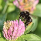 Grashummel-Drohn (Bombus ruderarius)
Hochgeladen am 17.08.2015 von theAmuno