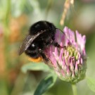 Grashummel-Königin (Bombus ruderarius)
Hochgeladen am 17.08.2015 von theAmuno