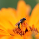 Gewöhnlichen Löcherbiene (Osmia truncorum) an der Ringelblume (Calendula officinalis)
Hochgeladen am 16.07.2014 von theAmuno