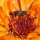 Gewöhnlichen Löcherbiene (Osmia truncorum) an der Ringelblume (Calendula officinalis) II
Hochgeladen am 16.07.2014 von theAmuno