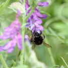 Bombus ruderarius ? II
Hochgeladen am 20.06.2016 von theAmuno