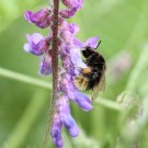 Bombus ruderarius ? III
Hochgeladen am 20.06.2016 von theAmuno