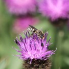 Coelioxys sp.
Hochgeladen am 20.06.2016 von theAmuno