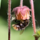 Bombus soroeensis ? I
Hochgeladen am 25.05.2015 von theAmuno