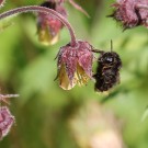 Bombus soroeensis? IV
Hochgeladen am 25.05.2015 von theAmuno